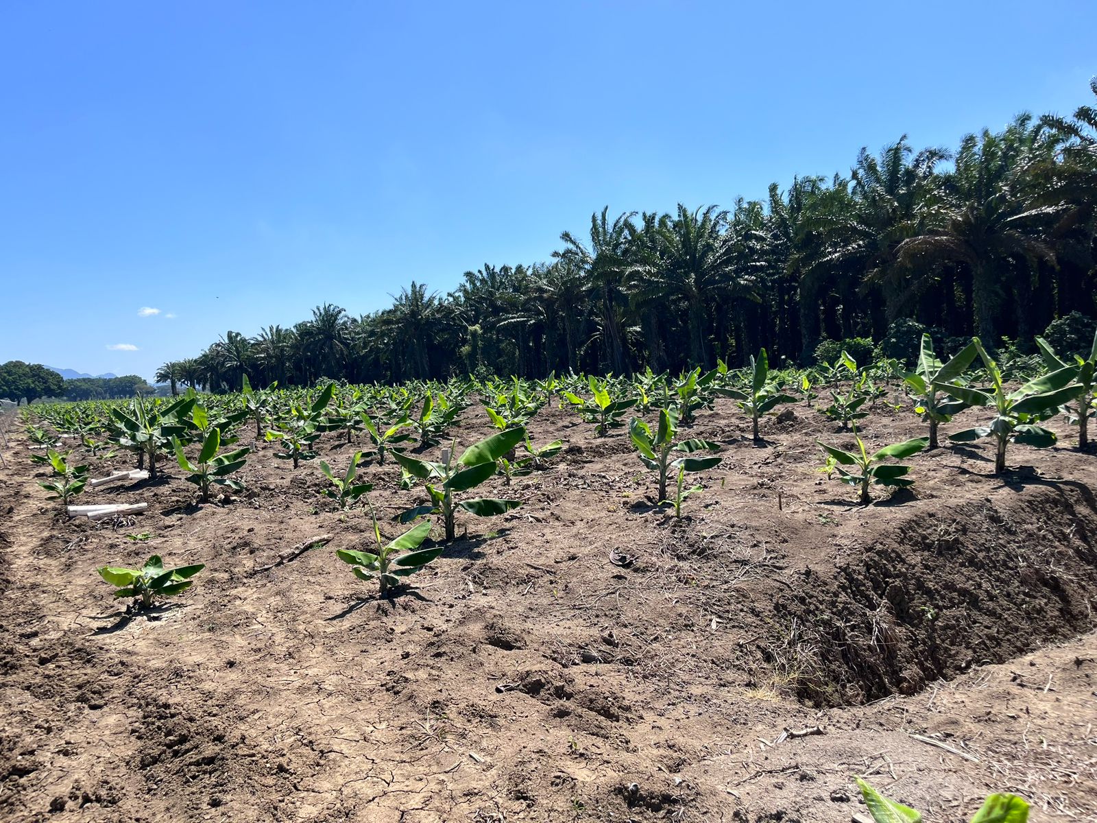 Campo bananero Colocha Banana